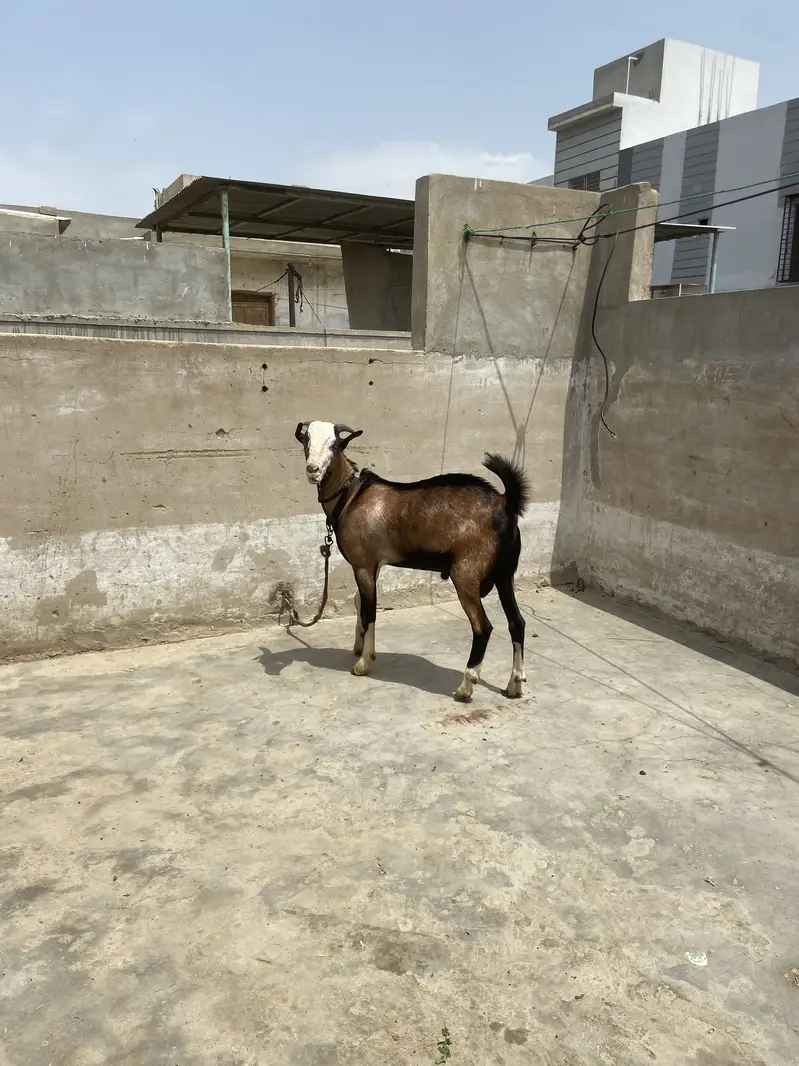 Breeder quality bakra he full pointed tapra — photo 4