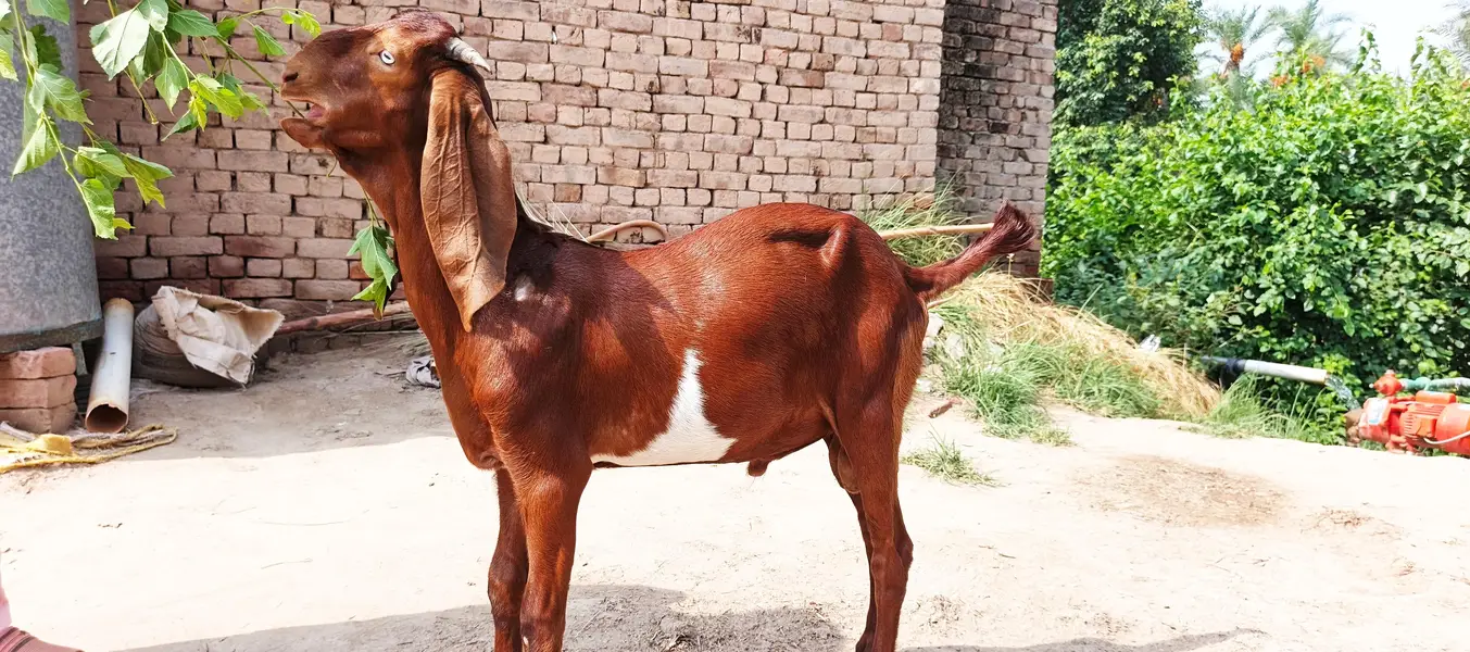 goat kids — photo 2