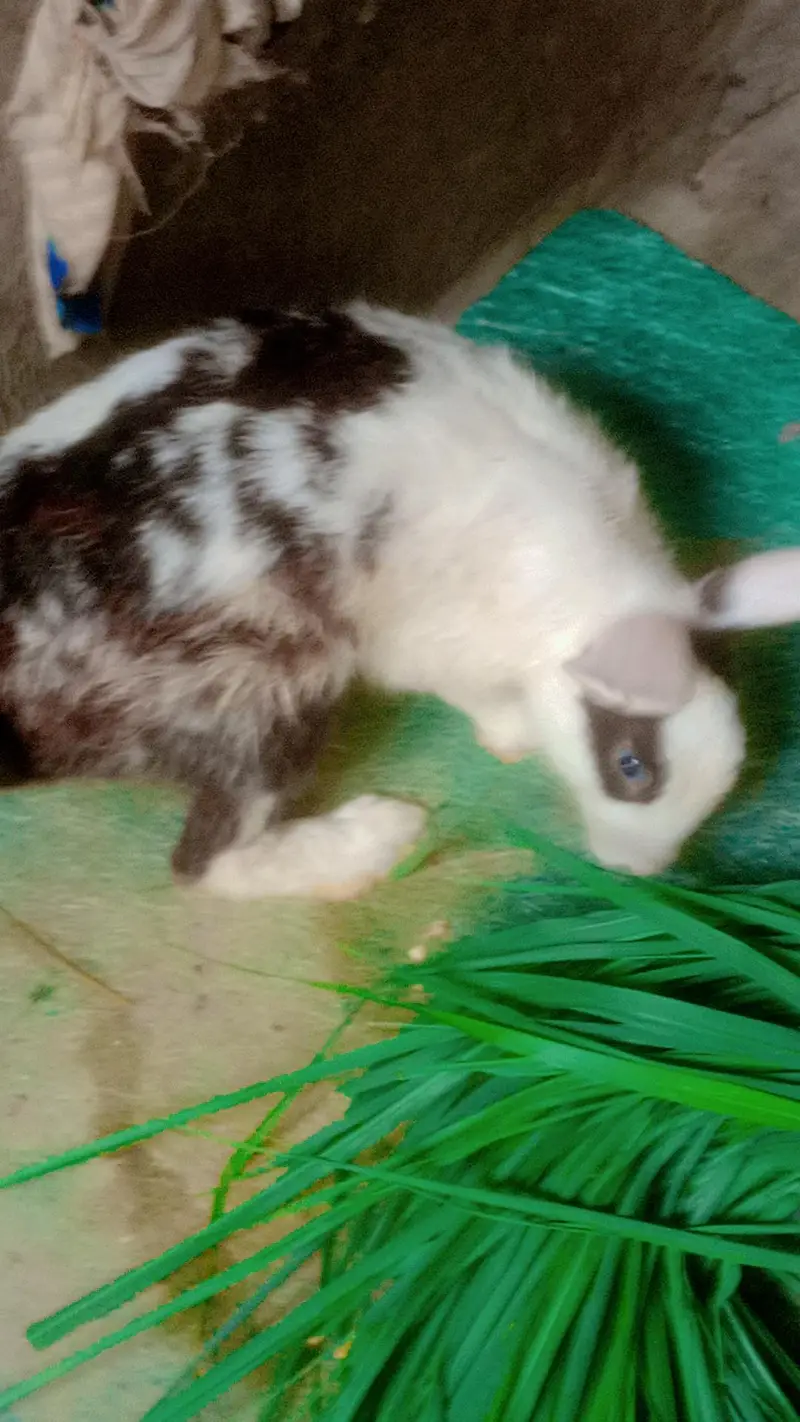 Rebit for sell — photo 4