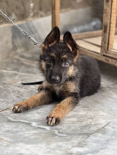 German Shepherd Female Puppy