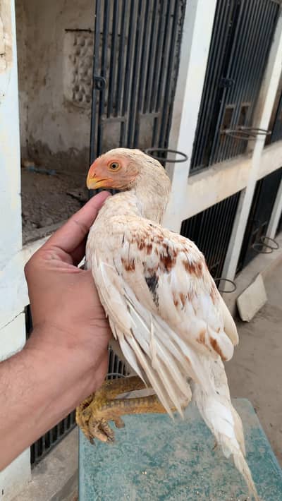 Colour Parrot Beak Chick
