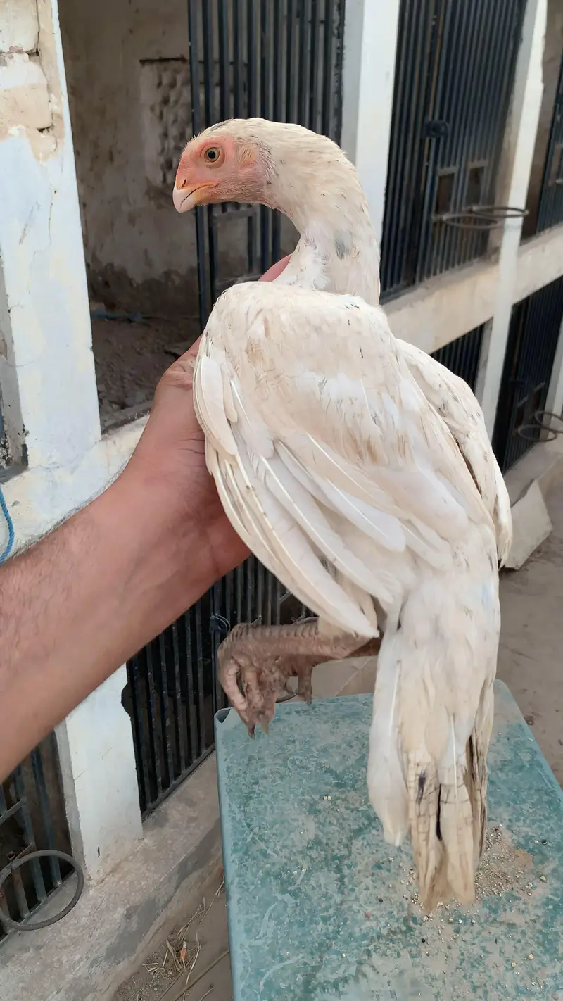 Colour Parrot Beak Chick — photo 2