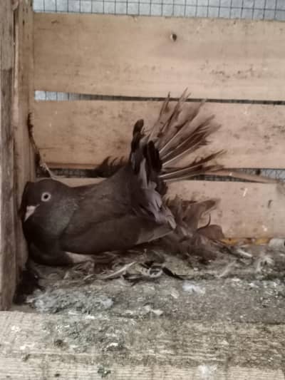 lakha Kabooter for sale and exchange possible with Aseel murgah