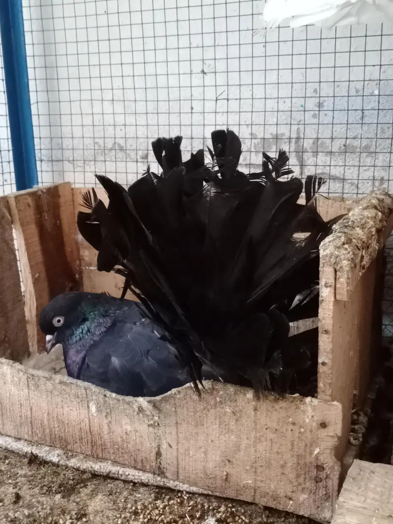 lakha Kabooter for sale and exchange possible with Aseel murgah — photo 3