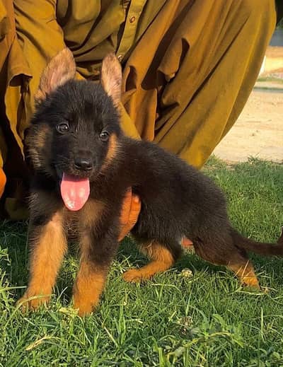 German Shepherd double coat male for sale