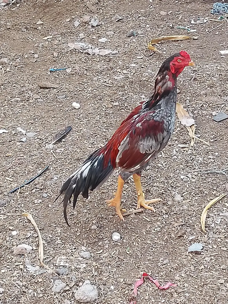 aseel salata patha mazboot dabl hadi — photo 2
