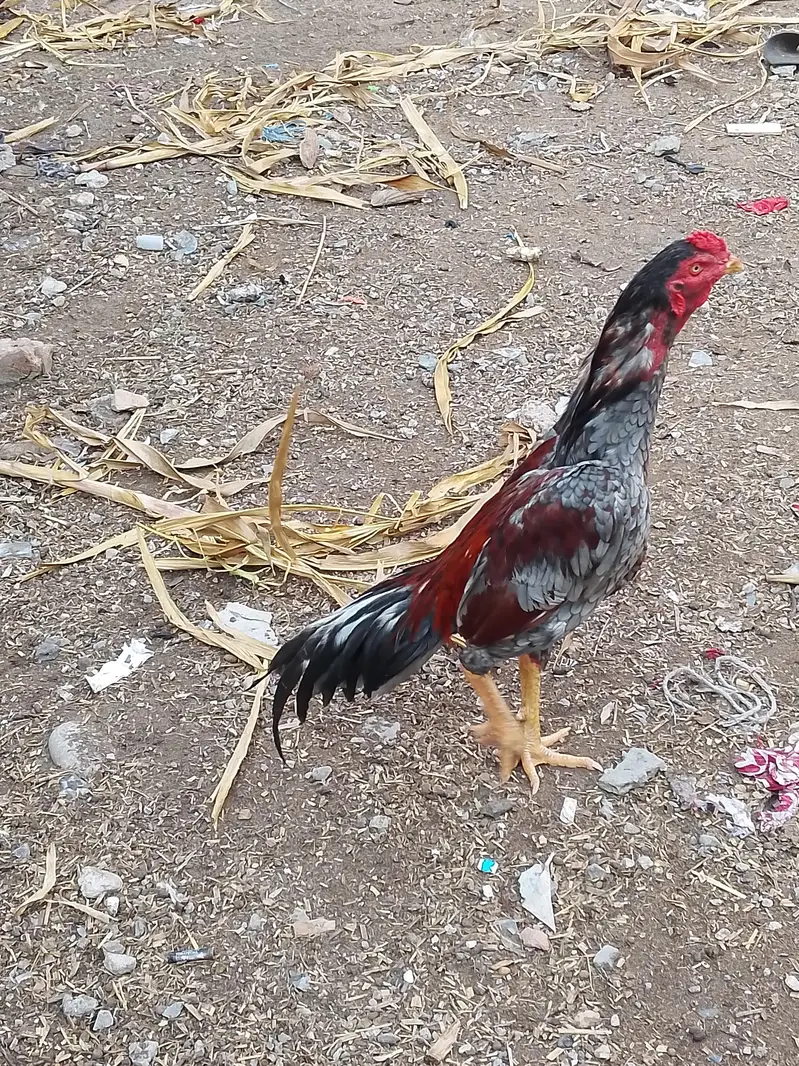 aseel salata patha mazboot dabl hadi — photo 3