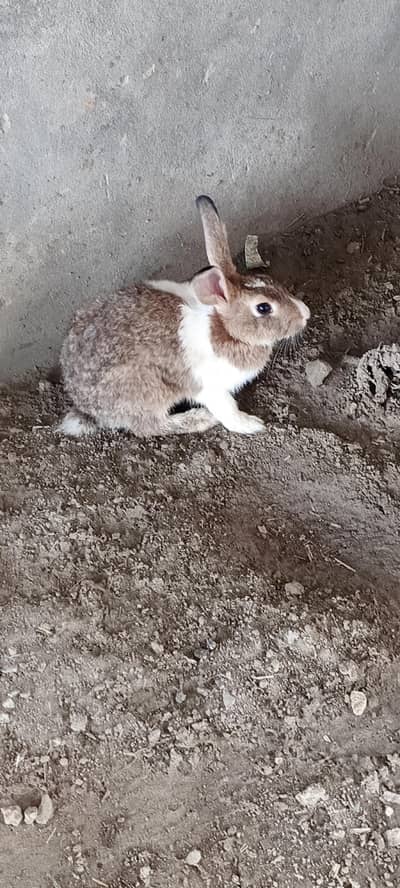male and female for sale and female pregnant