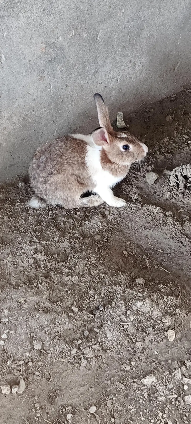 male and female for sale and female pregnant