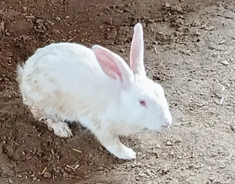 male and female for sale and female pregnant — photo 2