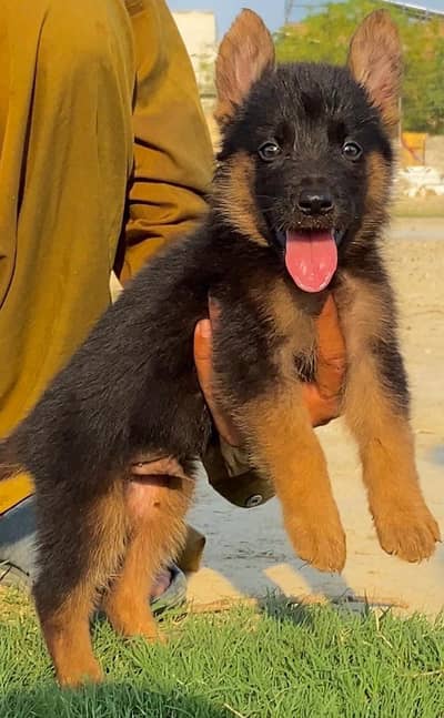 German Shepherd male dog for sale