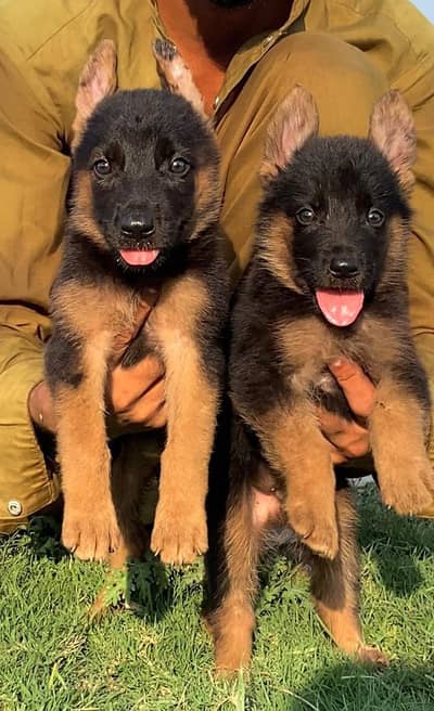 German Shepherd double coat pair for sale
