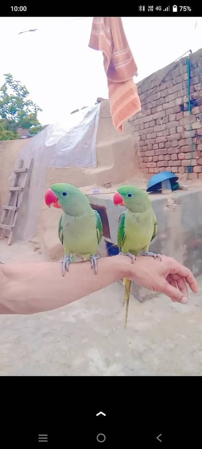 raw parrot for sale