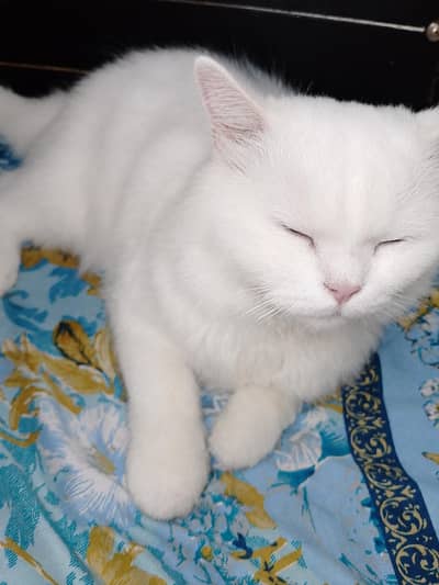 male cat
