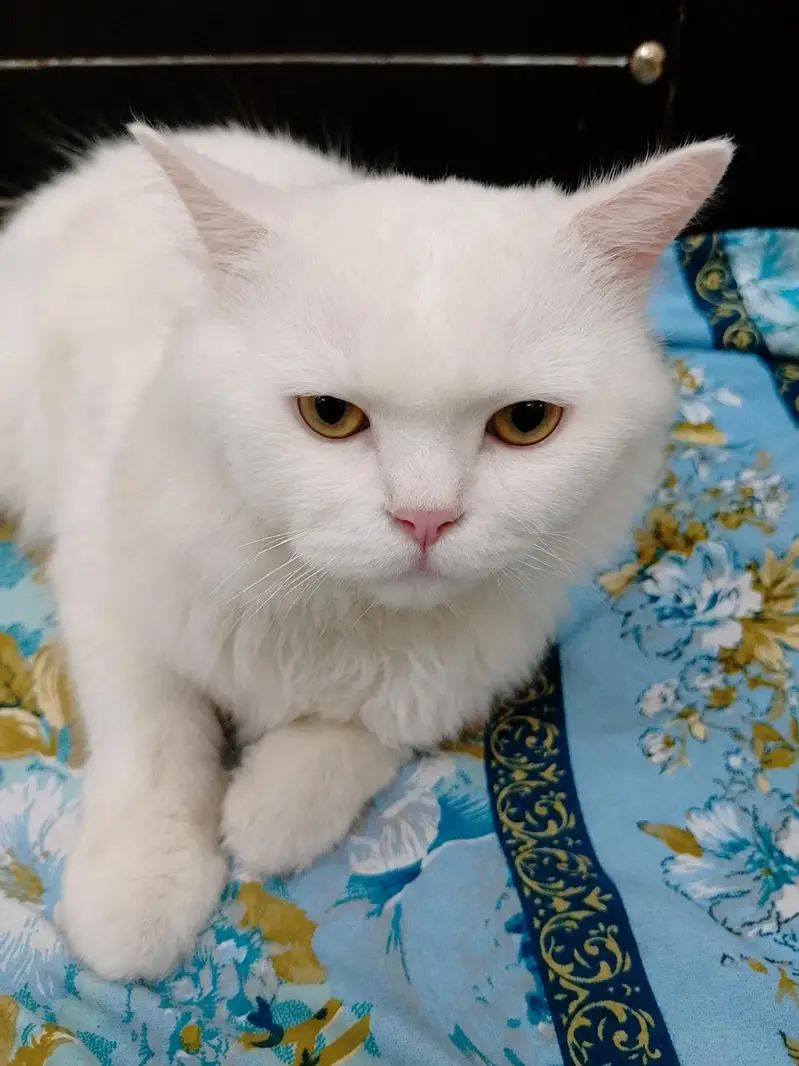 male cat — photo 2