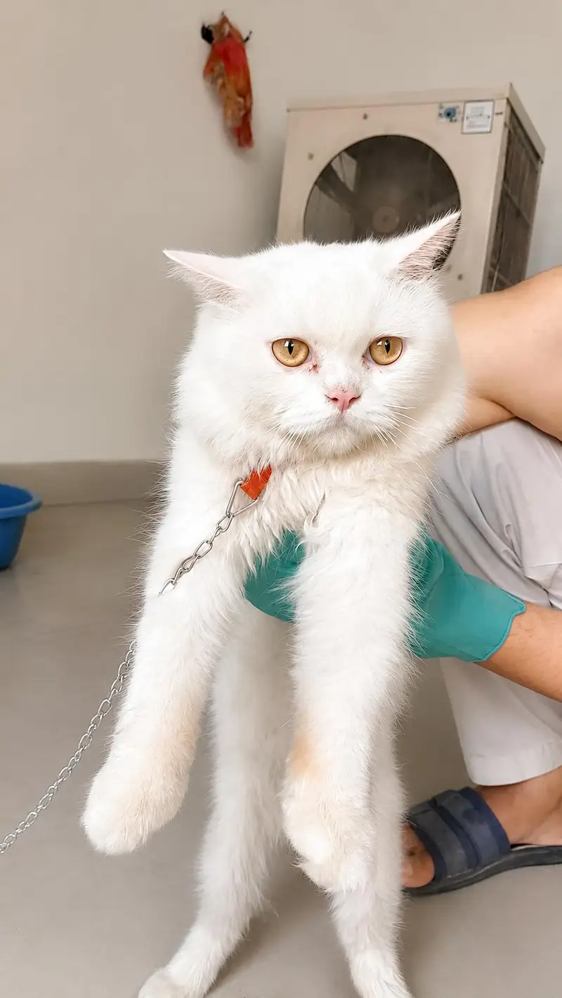 male cat — photo 3