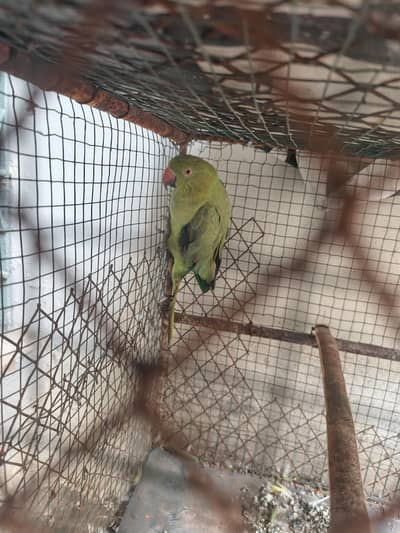 Green Parrot for Sale – Healthy & Active