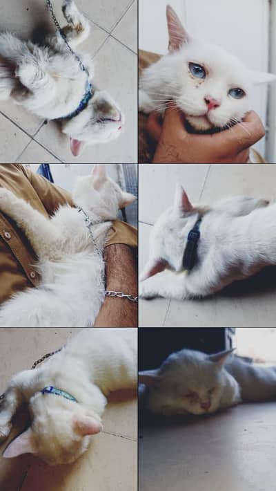 male Persian cat for sale