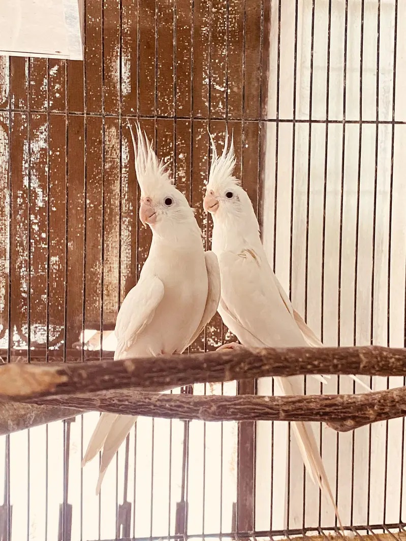 white cocktail red eyes (eno) — photo 2