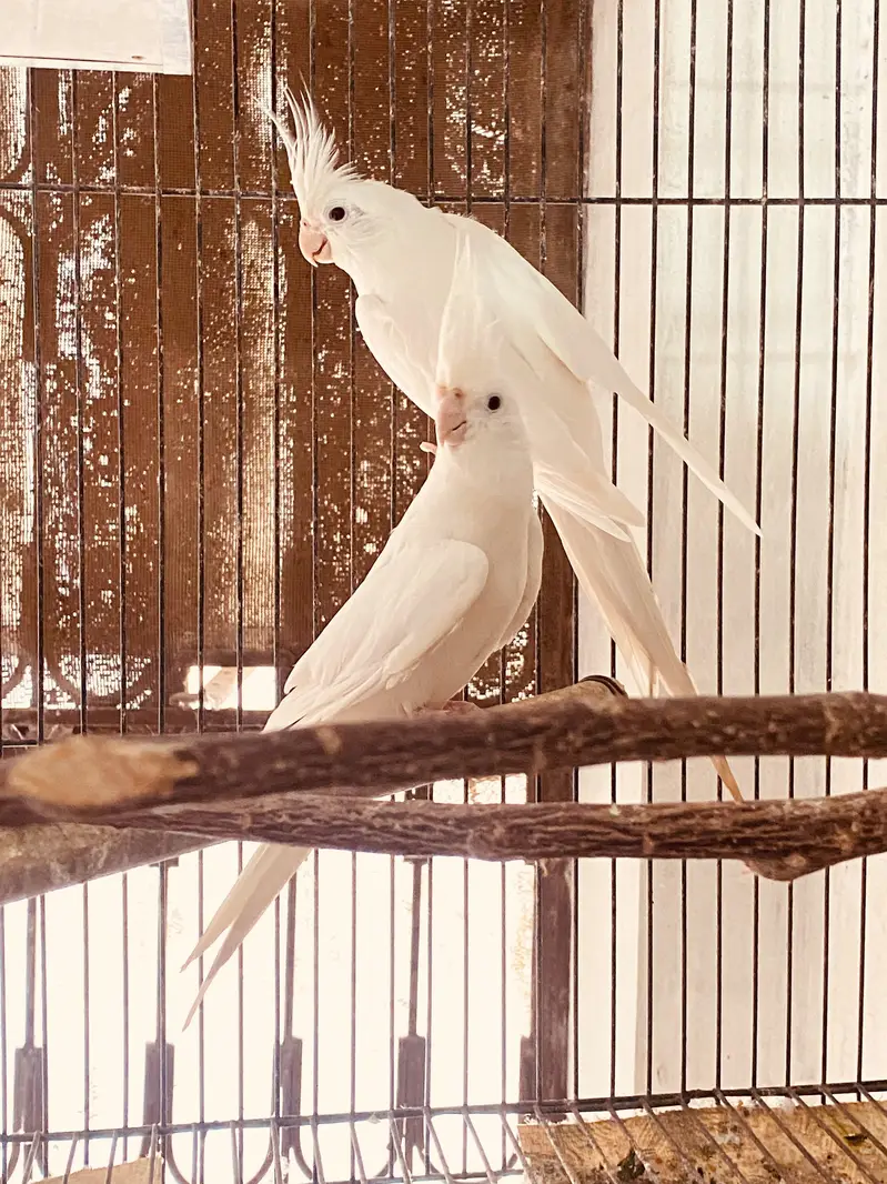 white cocktail red eyes (eno) — photo 3