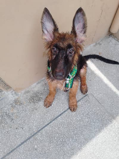 German Shepherd