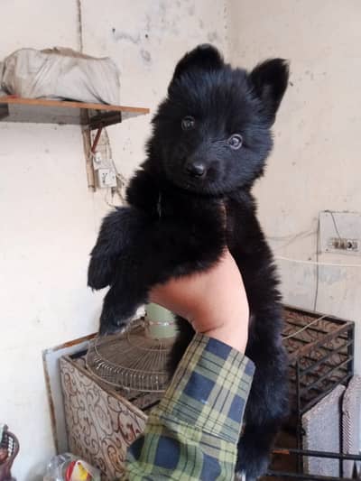 german shepherd puppies