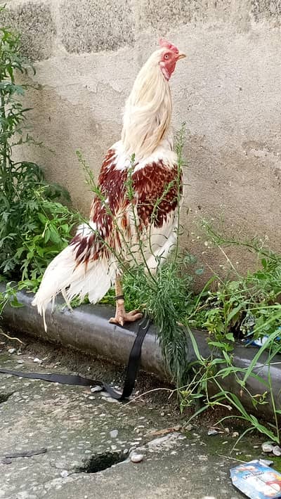 urgent sale aseel