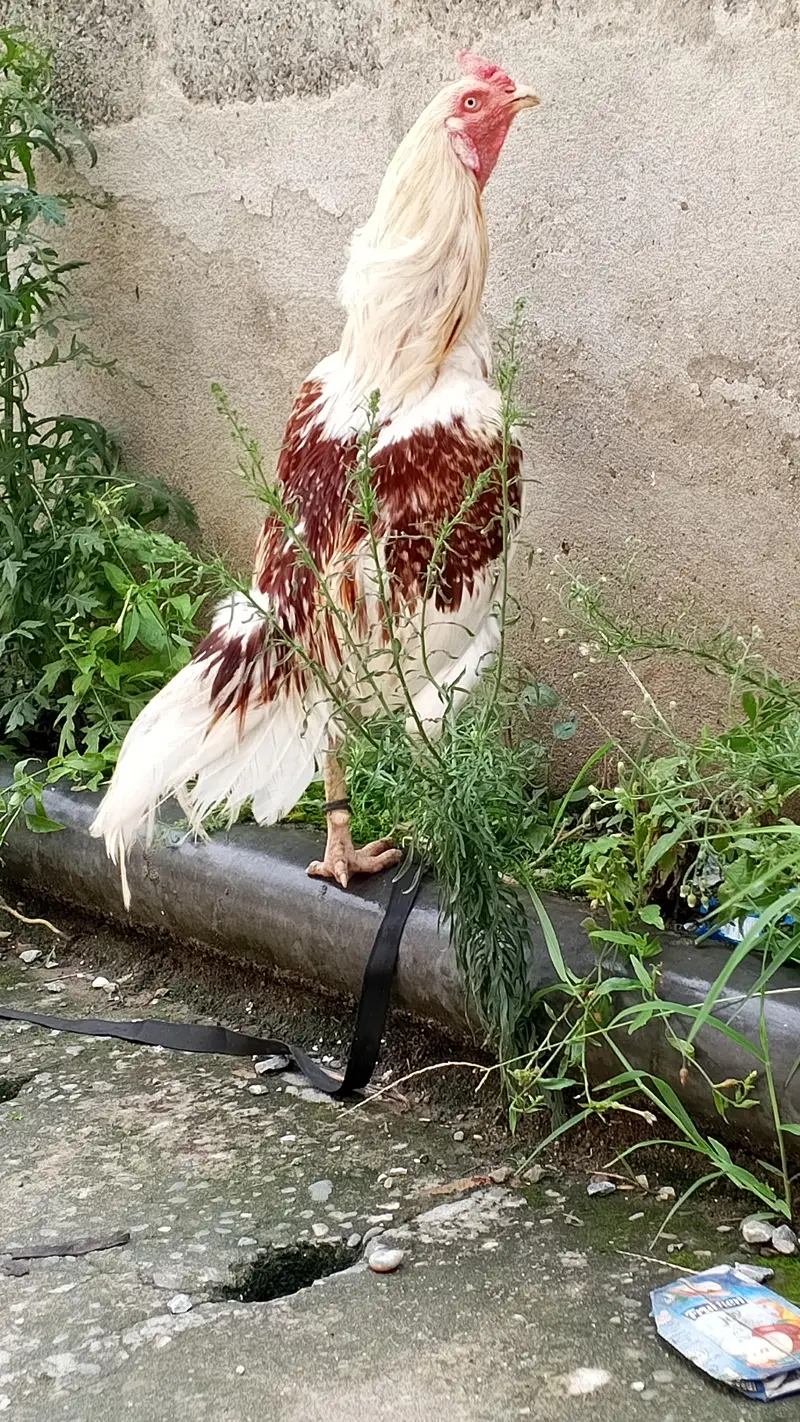 urgent sale aseel — photo 2