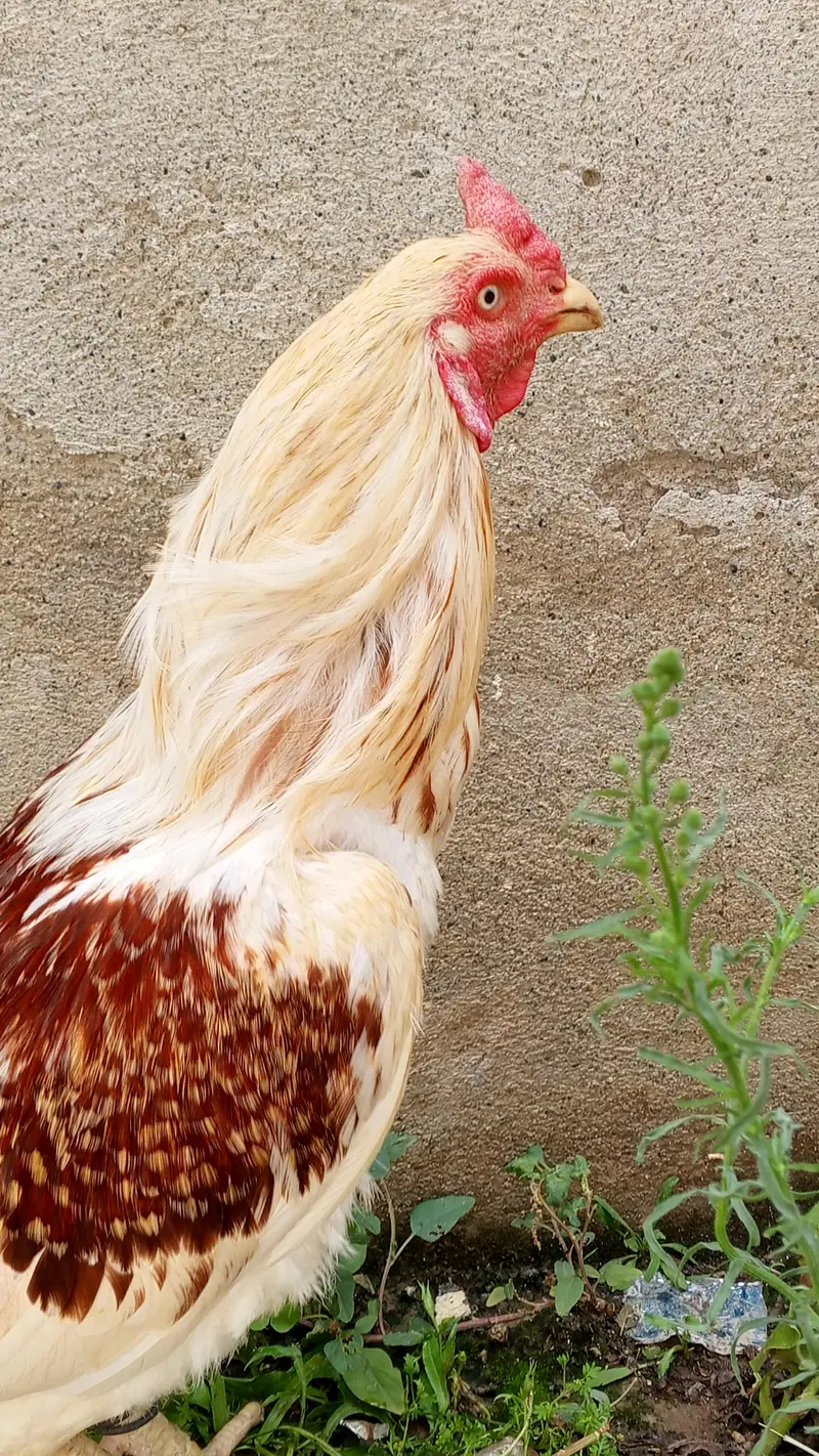 urgent sale aseel — photo 3