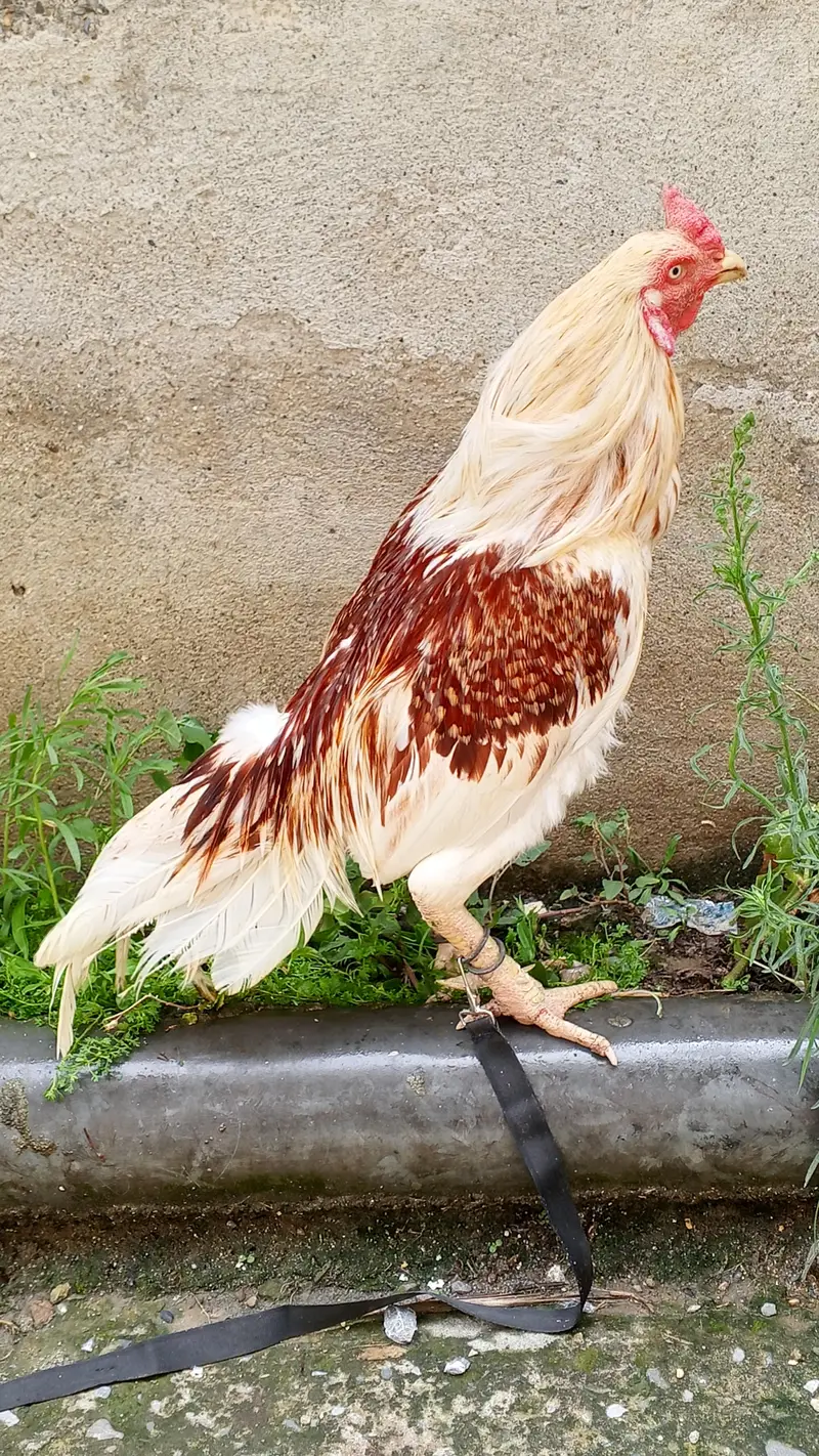 urgent sale aseel — photo 4