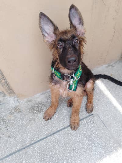 German Shepherd