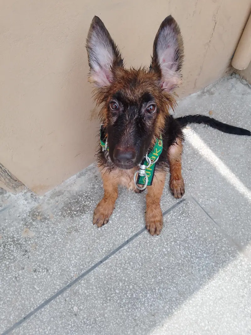 German Shepherd — photo 2