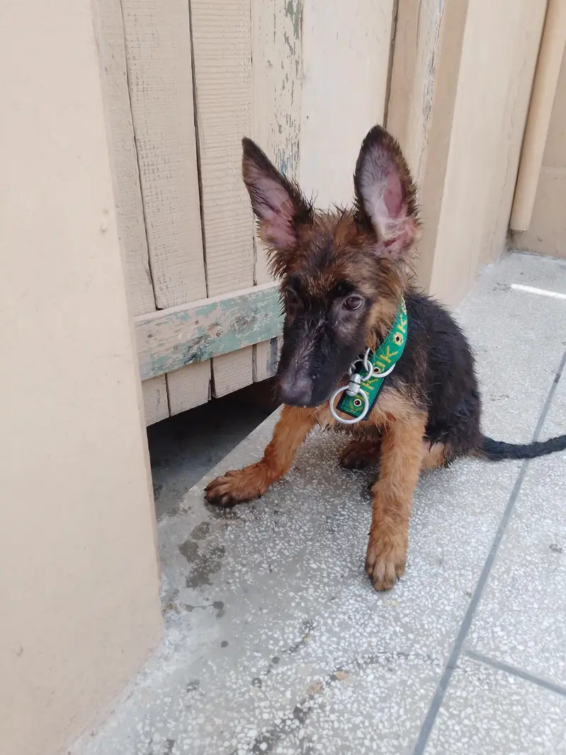 German Shepherd — photo 3