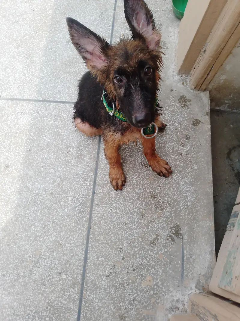 German Shepherd — photo 4