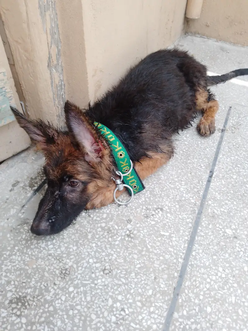German Shepherd — photo 5