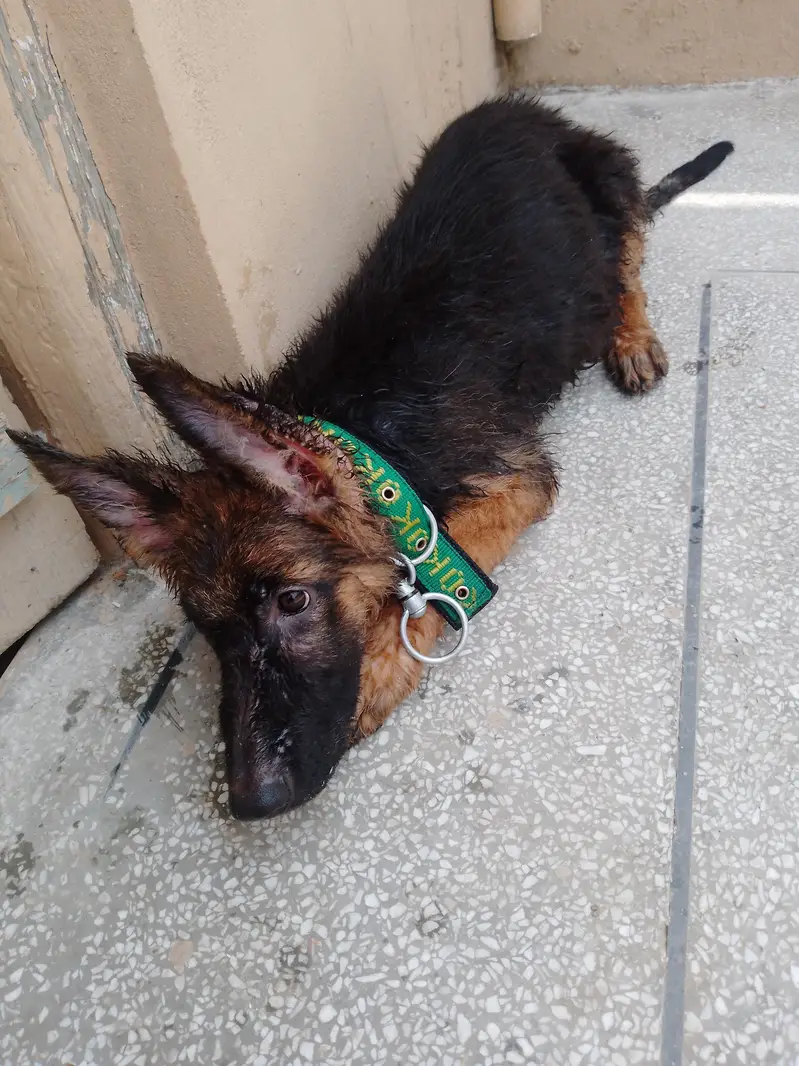 German Shepherd — photo 6