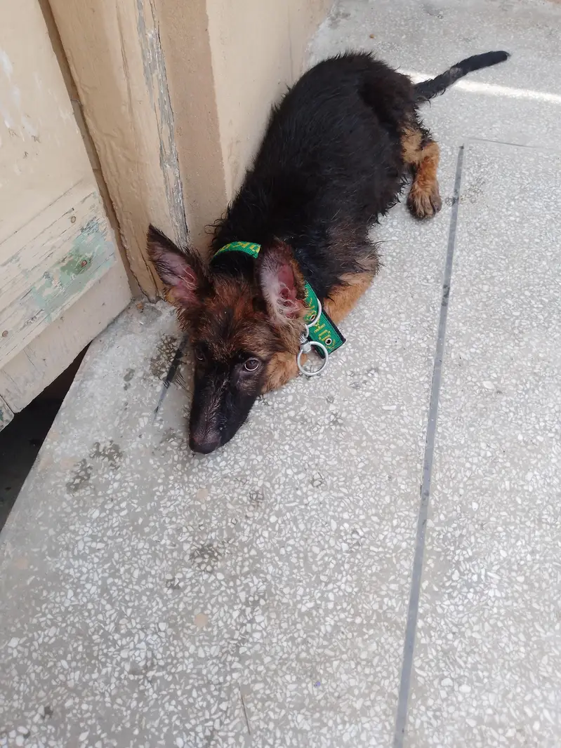 German Shepherd — photo 8