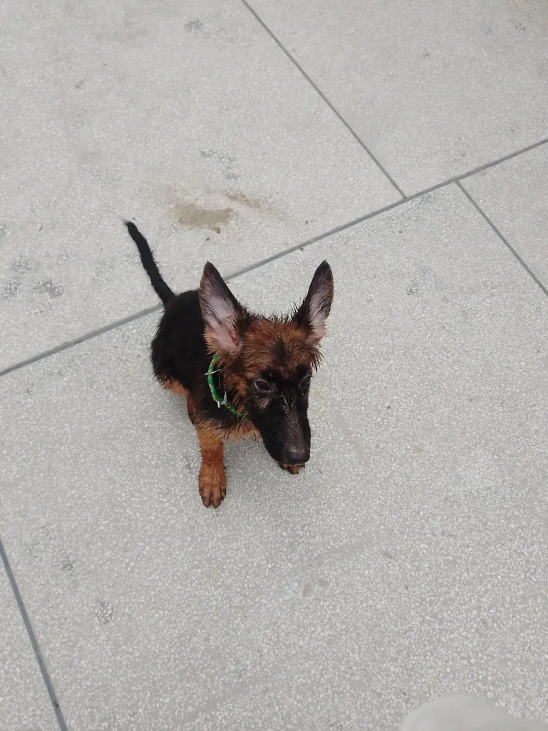 German Shepherd — photo 9