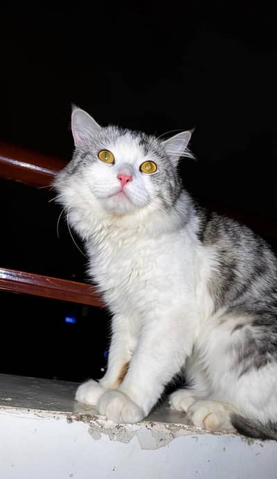 Male Turkish Angora Cat for Sale