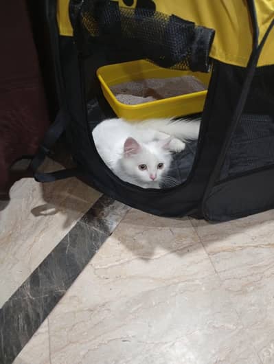 Persian cat