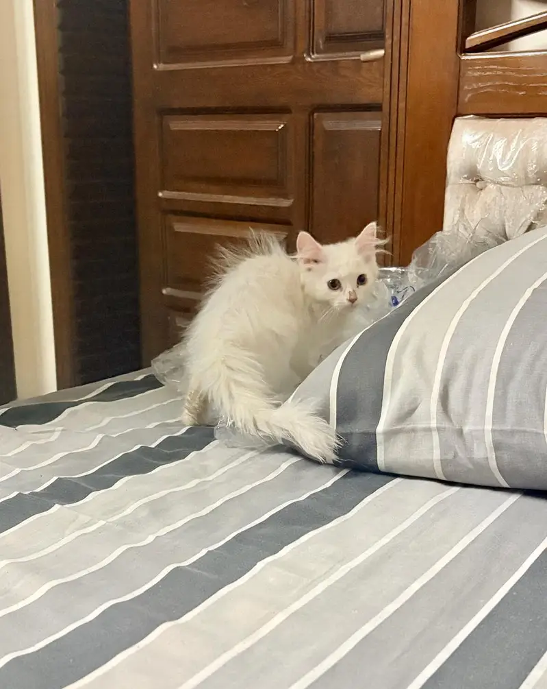 Persian cat — photo 2