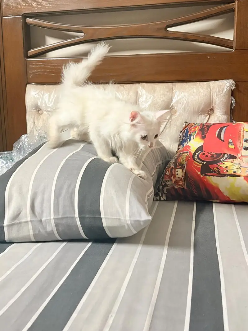 Persian cat — photo 3