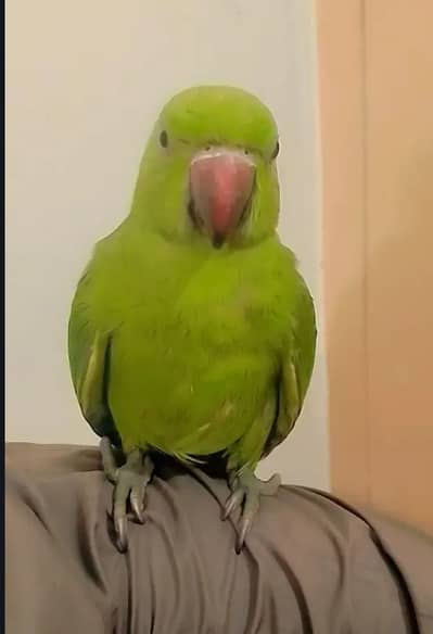 Handtamed parrot