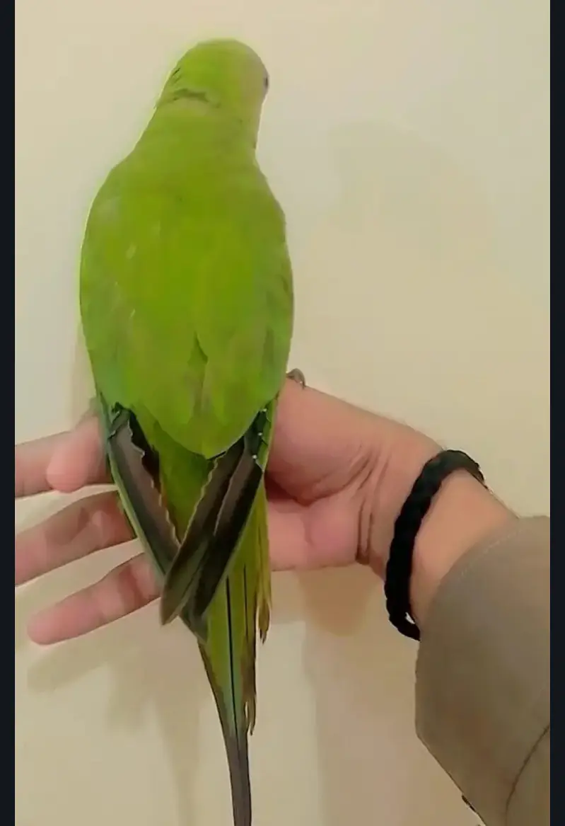 Handtamed parrot — photo 2