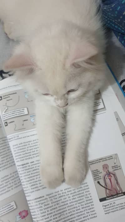Trained Persian Cat for Sale