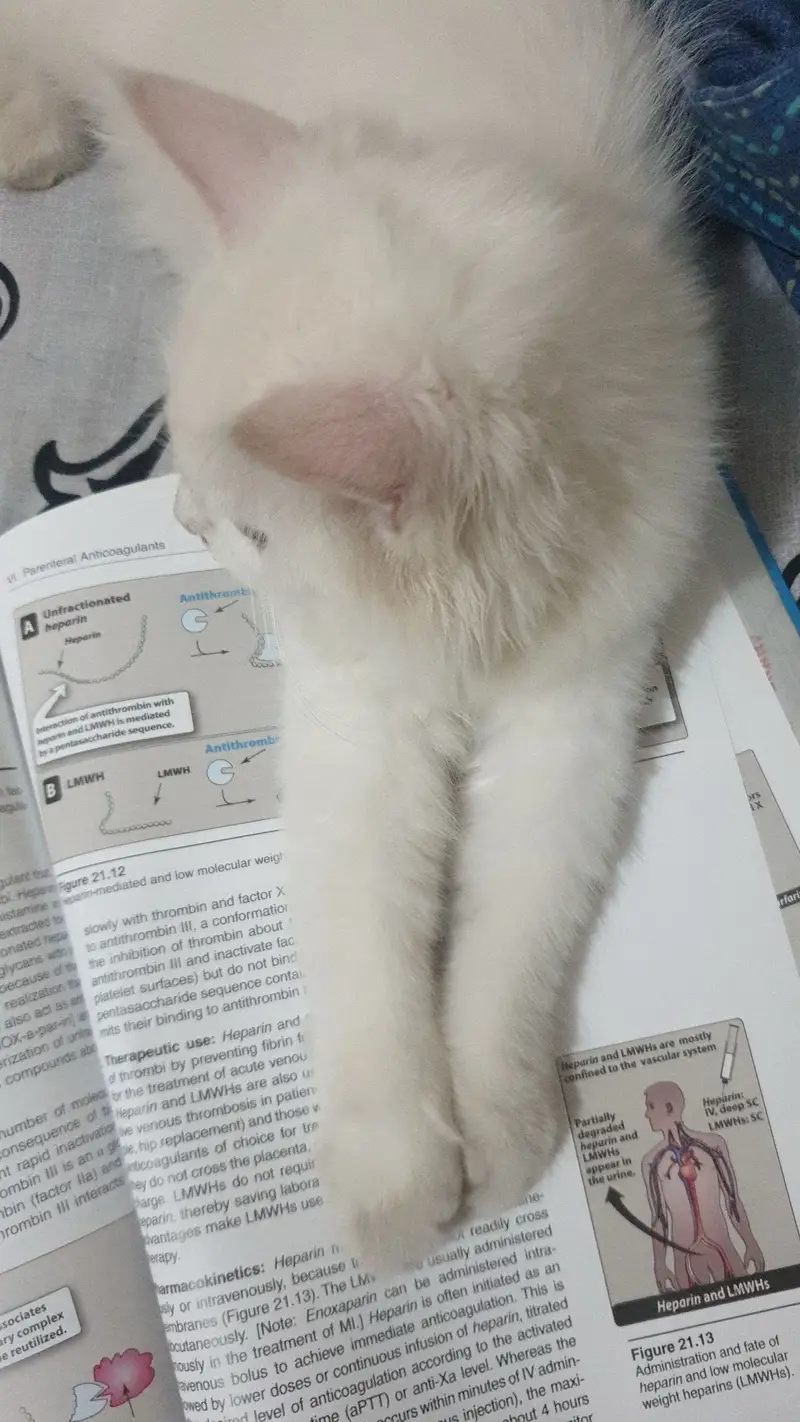 Trained Persian Cat for Sale — photo 4