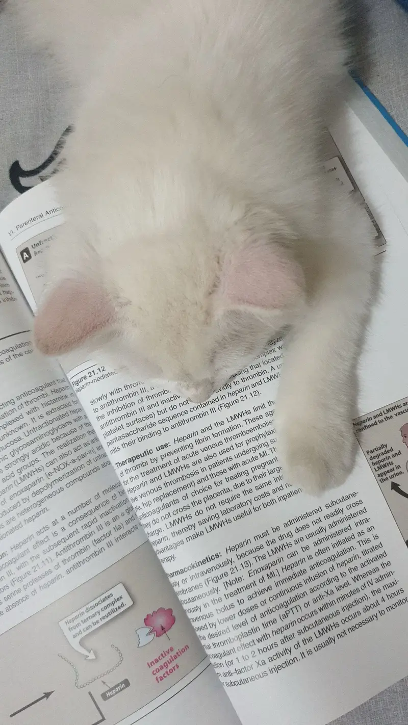 Trained Persian Cat for Sale — photo 5