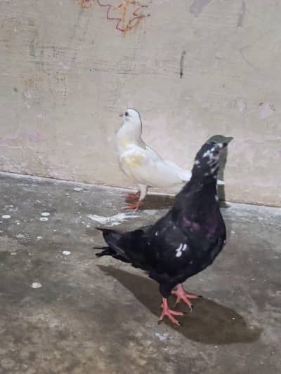 patti wali female 2.