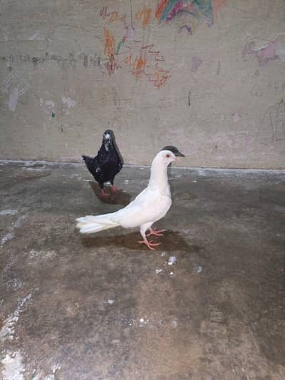 patti wali female 2.