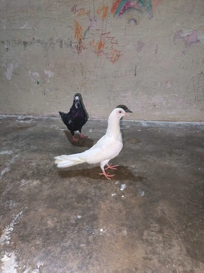 patti wali female 2. — photo 2